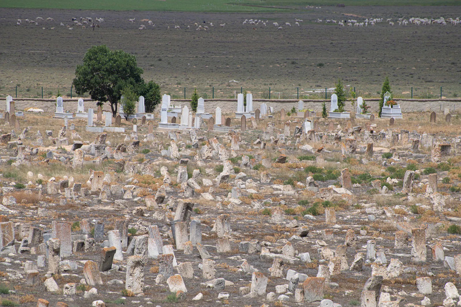 Ancient Cemetery and Lavender Gardens